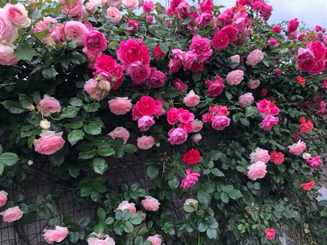 Cách Chăm Sóc Hoa Hồng Mùa Đông: Kỹ Thuật Trồng Chanh Dây Toàn Diện