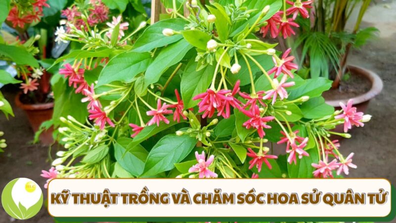 Cách Trồng Và Chăm Sóc Cây Hoa Sử Quân Tử Cho Năng Suất Vượt Trội