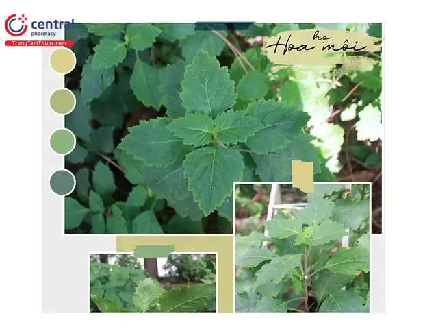 Hoắc Hương (Pogostemon Cablin) và kỹ thuật trồng cây hoắc hương