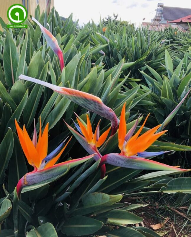 Cách Trồng Hoa Thiên Điểu Ra Hoa Rực Rỡ Và Chăm Sóc Đúng Kỹ Thuật