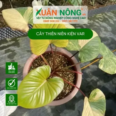 Hỗn hợp đất trồng lý tưởng cho cây thiên niên kiện