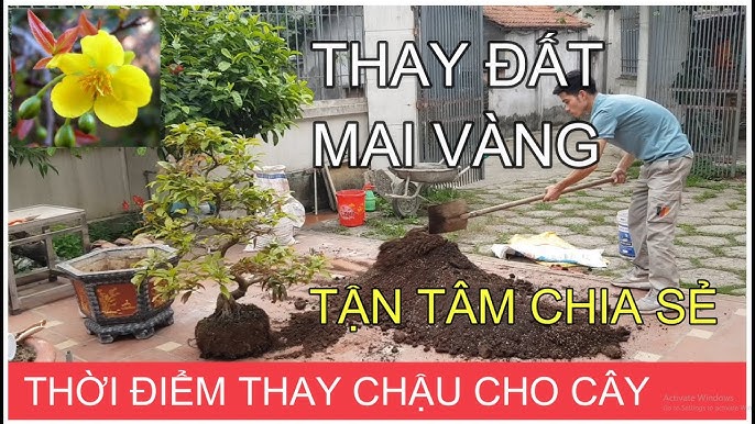 Kỹ Thuật Chăm Sóc Cây Mai Ngày Tết Để Hoa Nở Đúng Đỉnh
