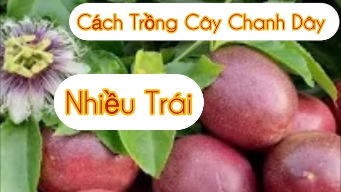 Hướng Dẫn Kỹ Thuật Trồng Chanh Dây Đạt Năng Suất Cao: Cách Trồng Cây Giá Bằng Bông Gòn