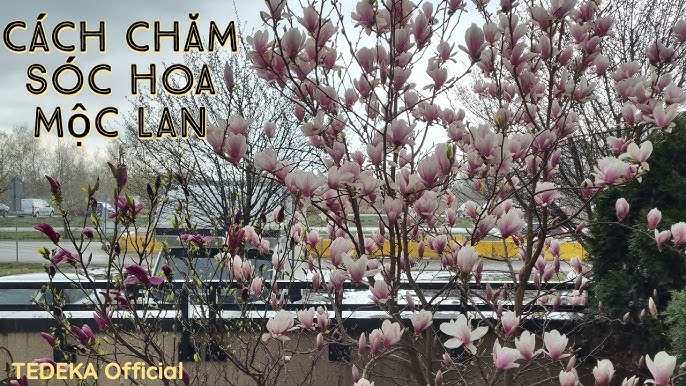 Cách Trồng Hoa Mộc Lan Đúng Kỹ Thuật Và Chăm Sóc Cho Cây Ra Hoa Rực Rỡ