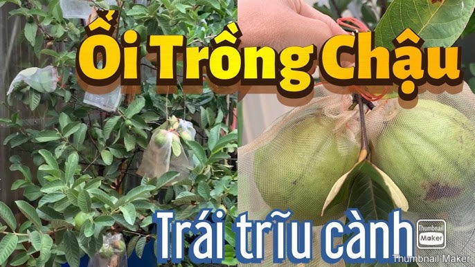 Kỹ Thuật Toàn Diện Về Cách Chăm Sóc Cây Ổi Trong Chậu Sai Trái Quanh Năm