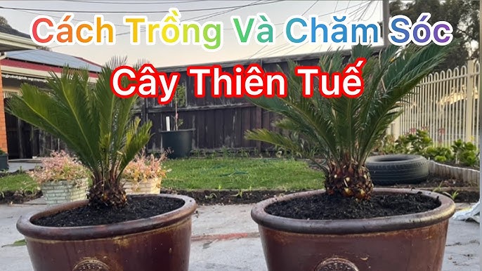 Cách Trồng Cây Thiên Tuế: Hướng Dẫn Chi Tiết Từ A Đến Z Cho Người Mới