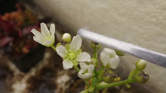 Cách Chăm Sóc Cây Bẫy Kẹp Chi Tiết: Hướng Dẫn Toàn Diện Từ A-Z