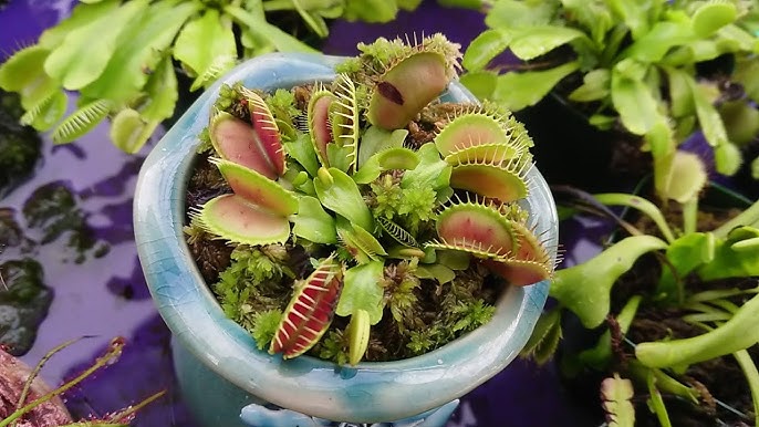 Cách Chăm Sóc Cây Bẫy Kẹp Chi Tiết: Hướng Dẫn Toàn Diện Từ A-Z