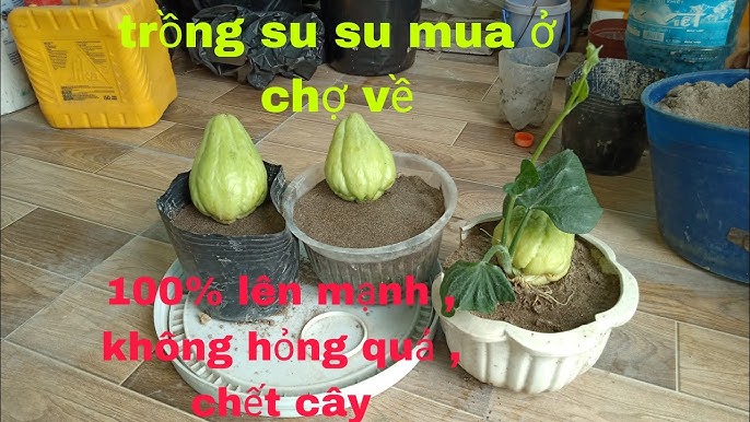 Cách Trồng Cây Su Su Từ Quả Đạt Năng Suất Vượt Trội