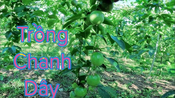 Kỹ Thuật Trồng Chanh Dây Toàn Diện Từ A Đến Z Cho Năng Suất Cao