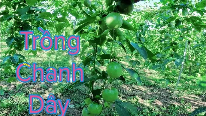 Kỹ Thuật Trồng Chanh Dây Toàn Diện Cho Năng Suất Vượt Trội