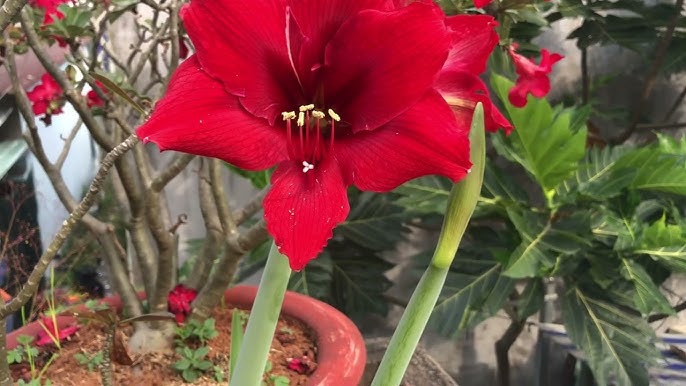 Cách Trồng Hoa Huệ Đỏ Nở Vào Dịp Tết Rực Rỡ Và Chuẩn Kỹ Thuật