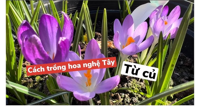 Cách Trồng Hoa Nghệ Tây Từ Củ Đạt Năng Suất Cao: Hướng Dẫn Kỹ Thuật Trồng Chanh Dây Chuyên Sâu