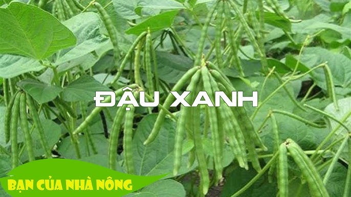 Cách Trồng Cây Đậu Xanh Bằng Đất Hiệu Quả: Hướng Dẫn Kỹ Thuật Trồng Chanh Dây
