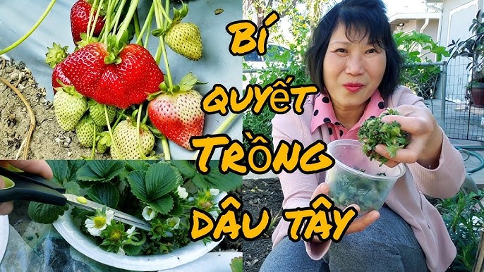 Hướng Dẫn Chi Tiết Cách Trồng Dâu Tây Từ Cây Con Đạt Năng Suất Cao
