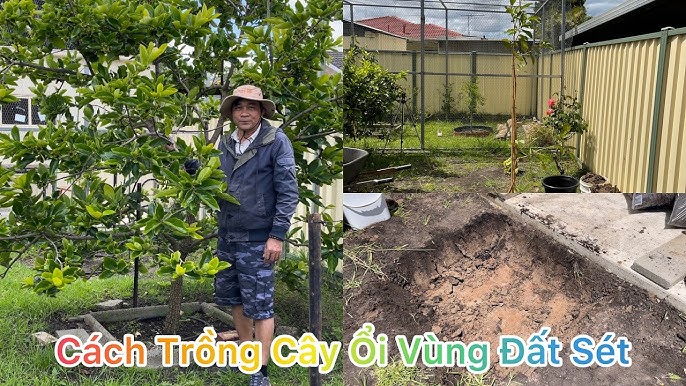 Có Nên Trồng Cây Sưa Trong Vườn Nhà: Phân Tích Chuyên Sâu Lợi Ích Và Rủi Ro