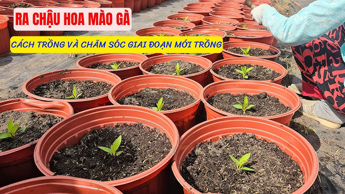 Cách Chăm Sóc Cây Mồng Gà: Kỹ Thuật Trồng Và Chăm Sóc Chanh Dây Chi Tiết
