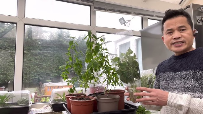 Cách Trồng Hoa Cúc Vàng Bằng Cành Chuẩn Kỹ Thuật Cho Người Mới Bắt Đầu