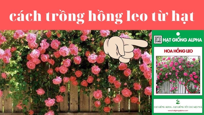 CÁCH TRỒNG HOA HỒNG LEO PHÁP BẰNG HẠT: KỸ THUẬT ƯƠM GIỐNG VÀ CHĂM SÓC CHUYÊN SÂU