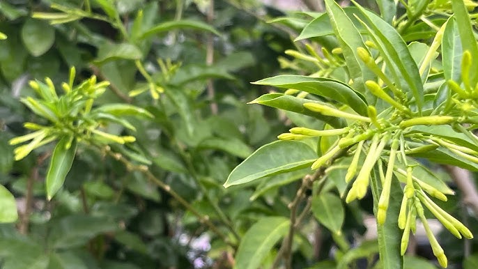 Cách Chăm Sóc Cây Dạ Lý Hương Ra Hoa Thơm Ngát Đầy Nhà