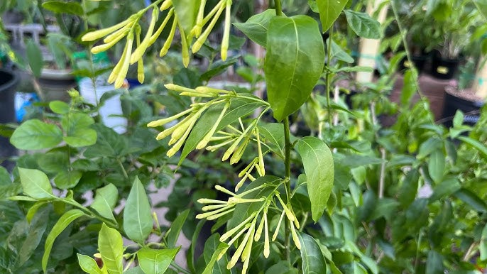 Cách Chăm Sóc Cây Dạ Lý Hương Ra Hoa Thơm Ngát Đầy Nhà