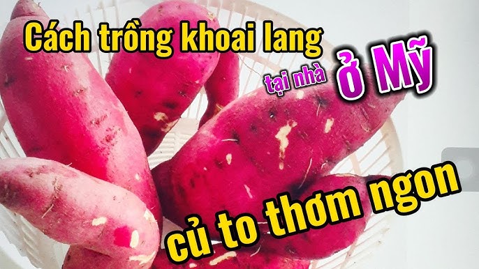 Cách Trồng Cây Dứa Cảnh Nến Đỏ: Hướng Dẫn Chuyên Sâu Từ A Đến Z