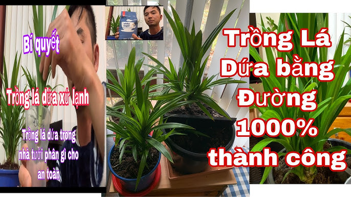 Cách Trồng Cây Lá Nếp Thơm Chi Tiết Nhất Tại Nhà Để Đạt Năng Suất Cao