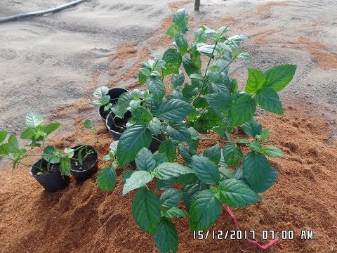 Cách Trồng Cây Trà: Hướng Dẫn Toàn Diện Từ A Đến Z