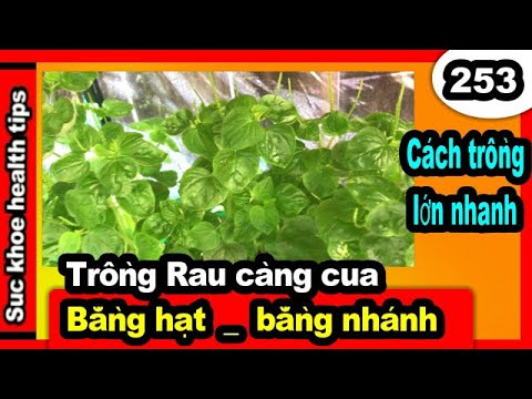 Cách Trồng Cây Rau Càng Cua Tại Nhà Đơn Giản Và Hiệu Quả