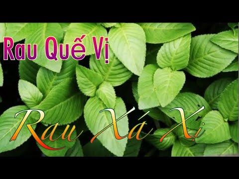 Cách Trồng Cây Rau Quế Vị Đơn Giản Tại Nhà Cho Lá Thơm Nồng