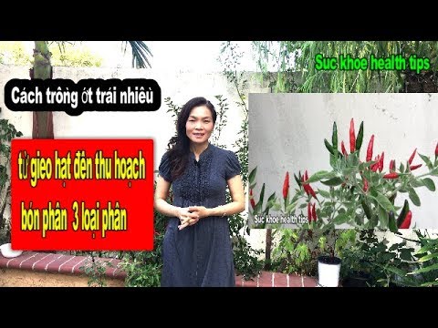 Cách Trồng Cây Chùm Ngây Từ Hạt Để Thu Hoạch Nhanh Chóng