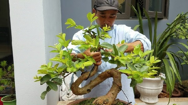 Cách Trồng Cây Sim Thái: Hướng Dẫn Toàn Diện Từ Kỹ Thuật Đến Chăm Sóc Bền Vững