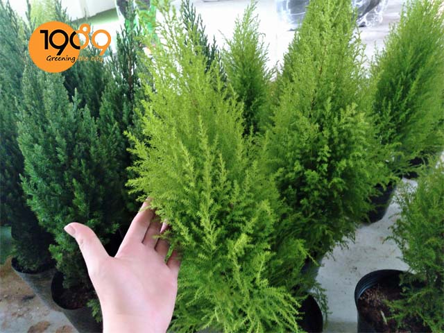 Cách Chăm Sóc Cây Tùng Thơm Chuẩn Chuyên Gia Tại Nhà