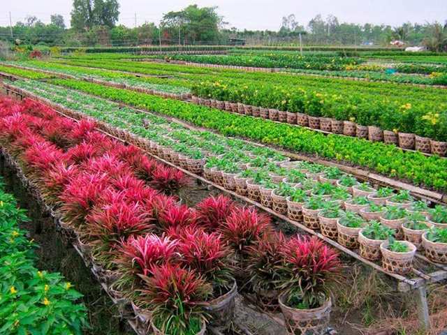 Hướng dẫn cách giâm cành hoa Thạch Thảo chi tiết (thay thế cho Nhiều cây bonsai quý giá)