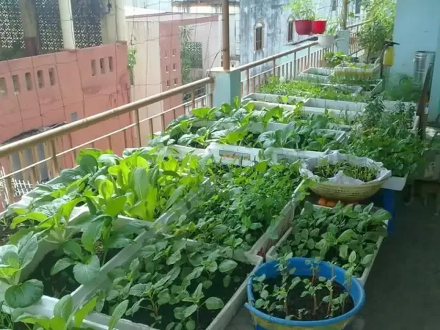 Hướng dẫn cách xử lý tro trấu trồng cây chi tiết