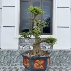 Hướng Dẫn Cắt Tỉa Cành Cây Táo Ta Đúng Kỹ Thuật