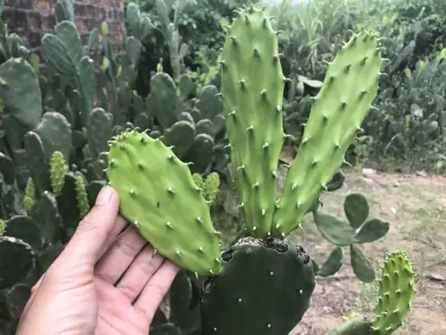 Hướng Dẫn Chi Tiết Cách Chăm Sóc Cây Lưỡi Rồng