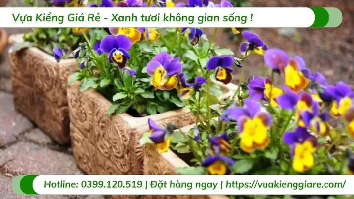 Hướng dẫn chi tiết cách trồng hoa bướm viola tại nhà