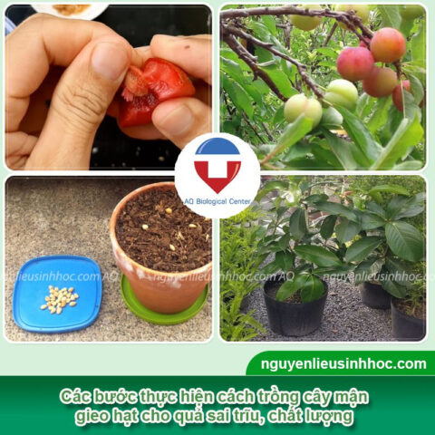 Cách Trồng Cây Cherry Bằng Hạt Chi Tiết Từ A Đến Z Thành Công