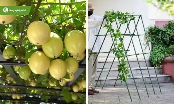 Hướng dẫn chi tiết quy trình tạo dáng cây sung cổ thụ bonsai