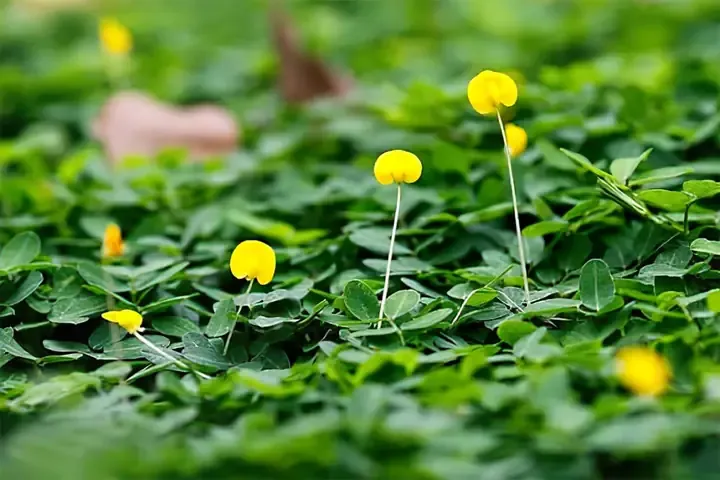 Hướng dẫn kỹ thuật chăm sóc cây lạc dại chi tiết