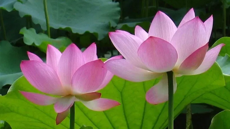 Hướng dẫn kỹ thuật giâm cành cho hoa cẩm chướng chùm