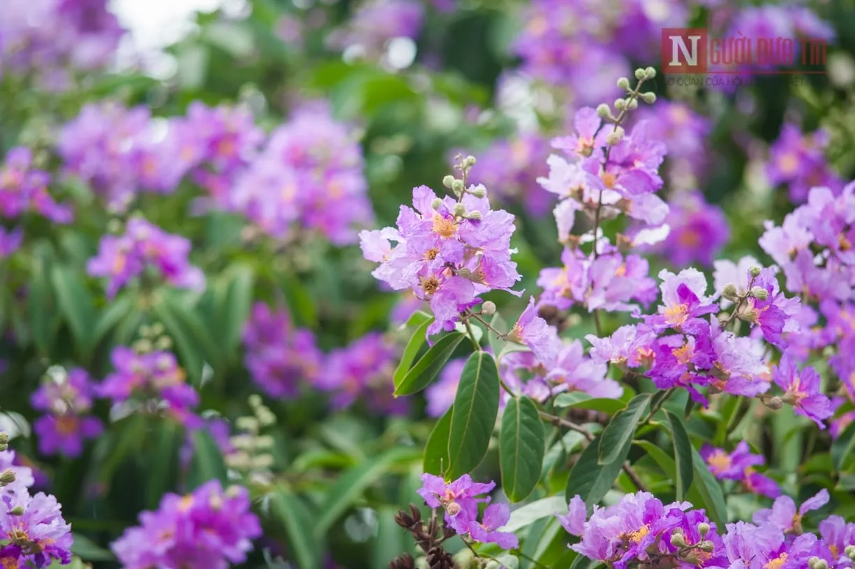 Hướng dẫn kỹ thuật trồng bằng lăng nhuộm tím sân vườn