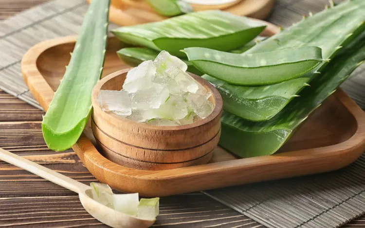 Hướng dẫn thu hoạch, sơ chế và bảo quản lá lô hội