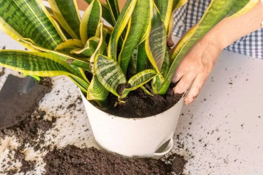 Hướng dẫn trồng cây lưỡi hổ bằng lá dễ dàng thực hiện