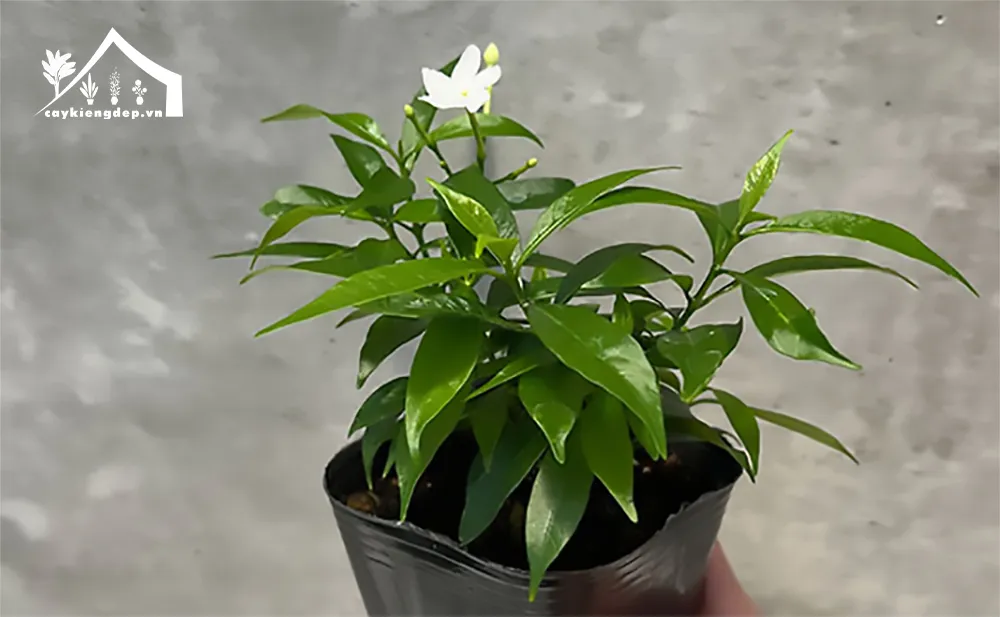 Hướng-dẫn-trồng-chăm-sóc-cây-mai-vạn-phúc