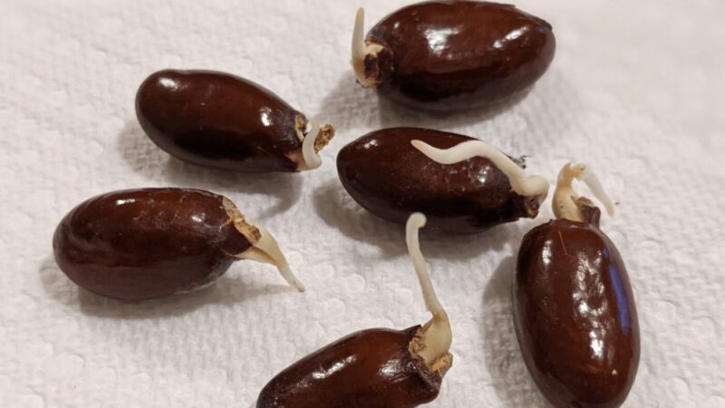 Cách Trồng Cây Thủy Sinh Bằng Hạt: Hướng Dẫn Chuyên Sâu Tối Ưu Cho Người Mới Bắt Đầu