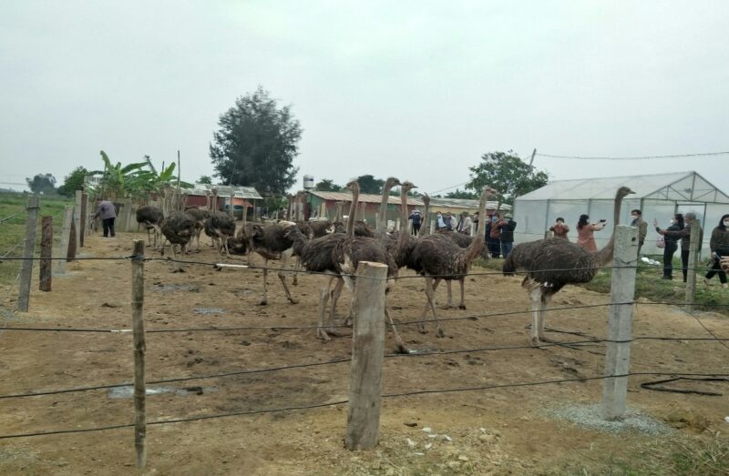 Phân Tích Chuyên Sâu Mô Hình Nuôi Đà Điểu: Cơ Hội Và Thách Thức Khi Áp Dụng