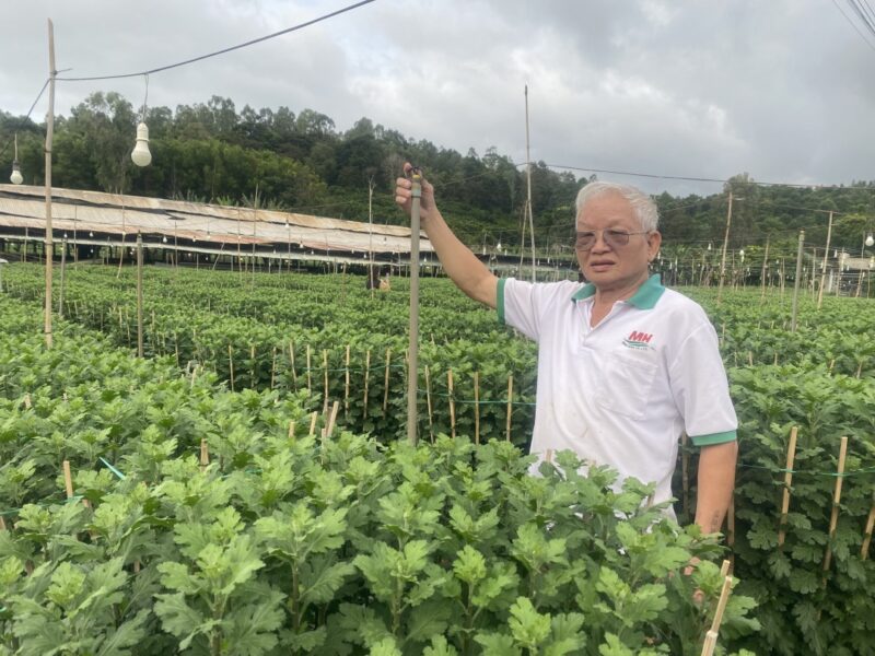 Cách Trồng Hoa Cúc Đại ĐóA: Hướng Dẫn Chi Tiết Từ A Đến Z Cho Người Mới