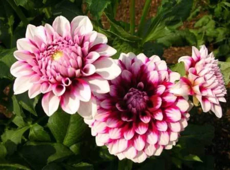 Khi chuẩn bị ra nụ thì phải chú ý đưa cây hoa thược dược nở đúng Tết vào chỗ tối, nơi có nhiệt độ thấp để cho cây tiện ra hoa.